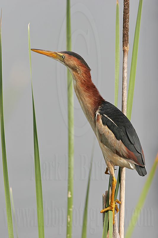 Least_Bittern_MG_0590 800.jpg