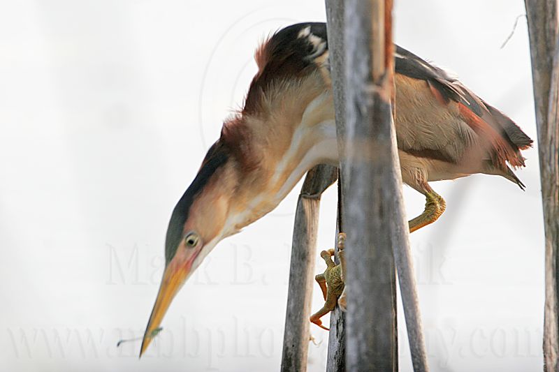 Least_Bittern_MG_9825_800.jpg