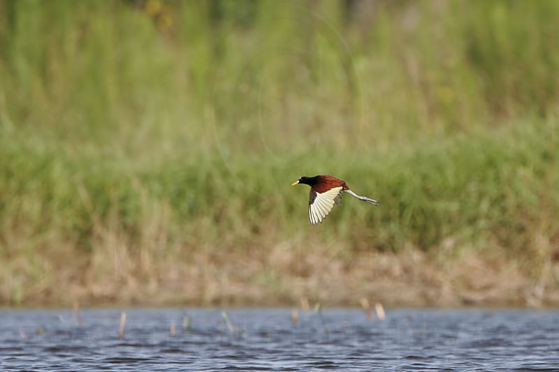 _MG_5993_Northern_Jacana.jpg