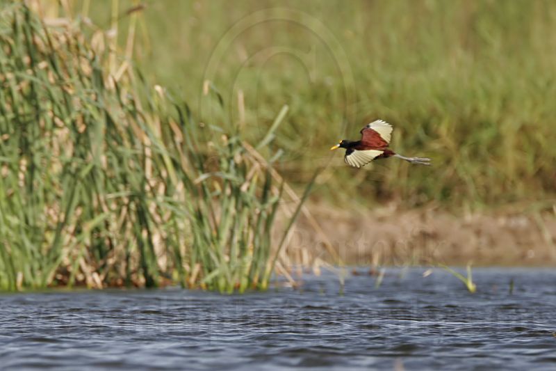 _MG_5996_Northern_Jacana.jpg