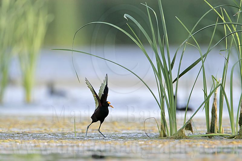 _MG_7079_Northern_Jacana.jpg