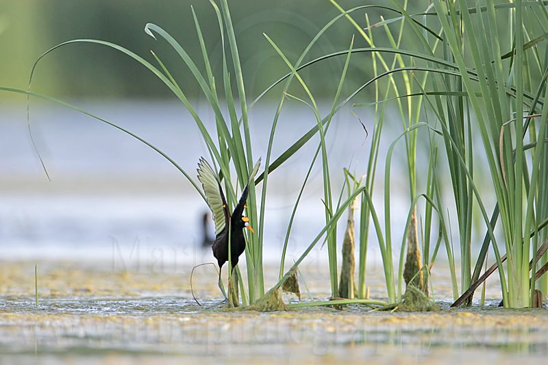 _MG_7082_Northern_Jacana.jpg