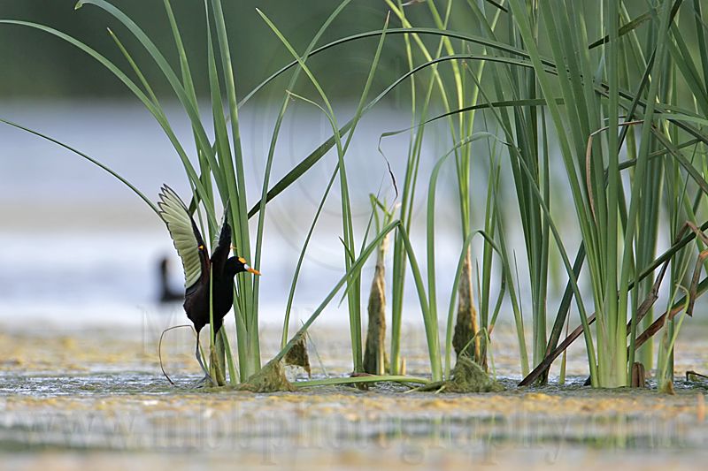_MG_7083_Northern_Jacana.jpg