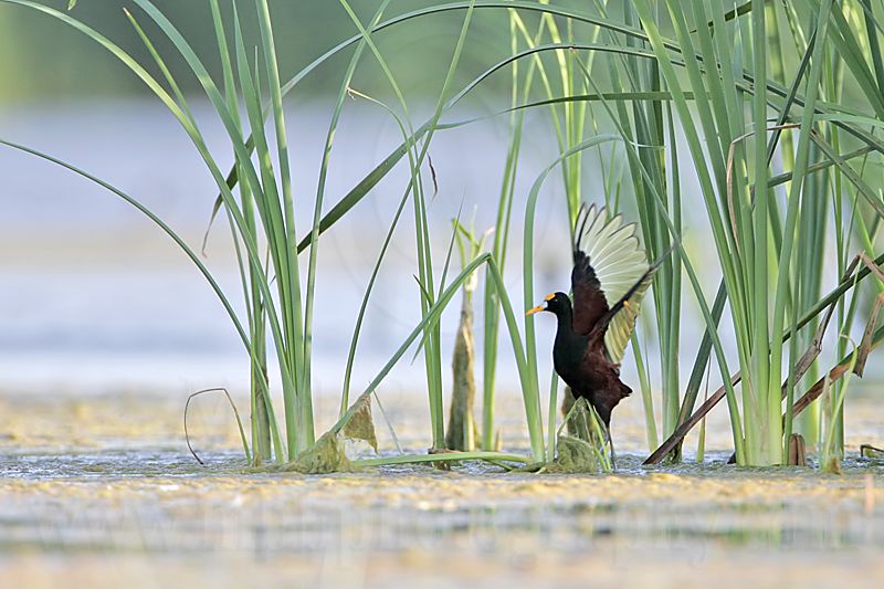 _MG_7101_Northern_Jacana.jpg