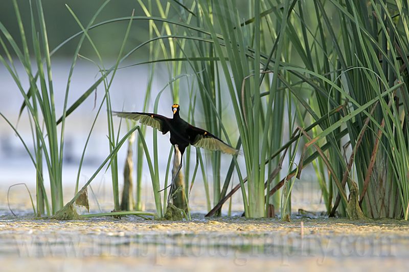 _MG_7109_Northern_Jacana.jpg