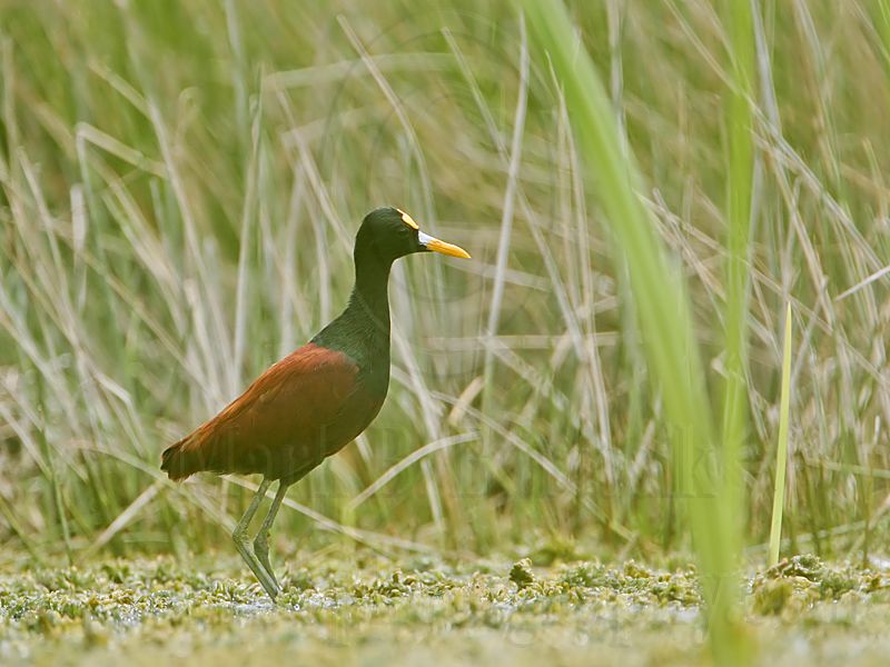 _MG_7659_Northern_Jacana.jpg