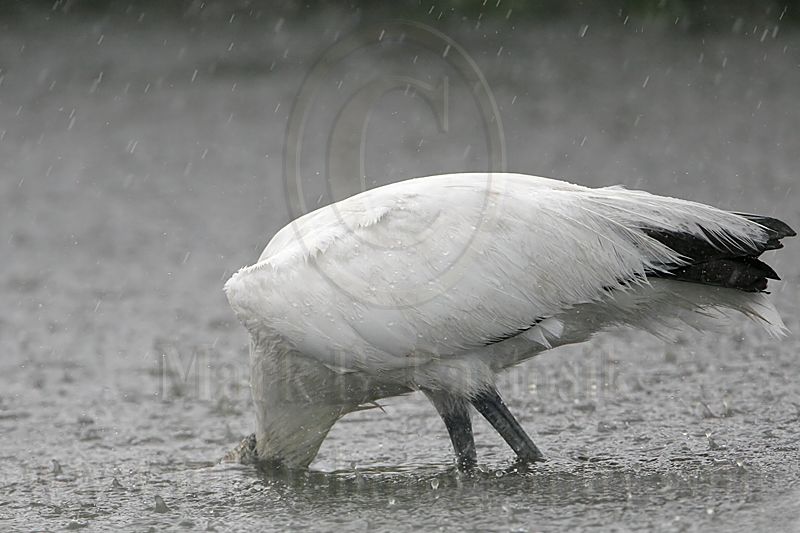 _MG_4449_Wood_stork.jpg