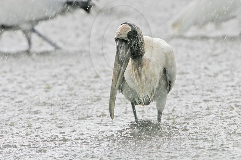 _MG_4547_Wood_stork.jpg