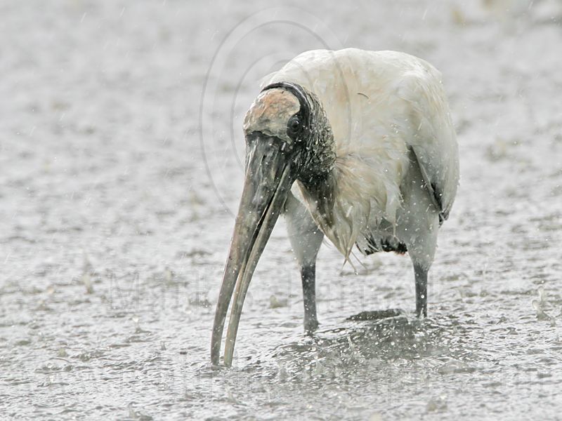 _MG_4557_Wood_stork.jpg