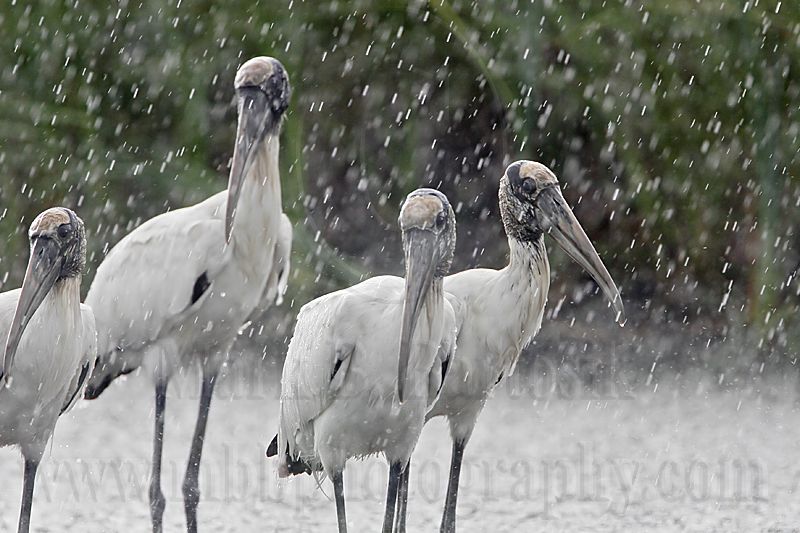_MG_4756_Wood_stork.jpg