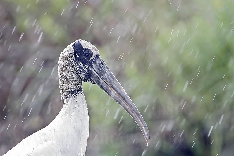 _MG_4772_Wood_stork.jpg