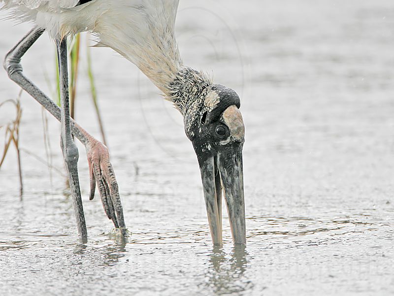 _MG_5002_Wood_stork.jpg