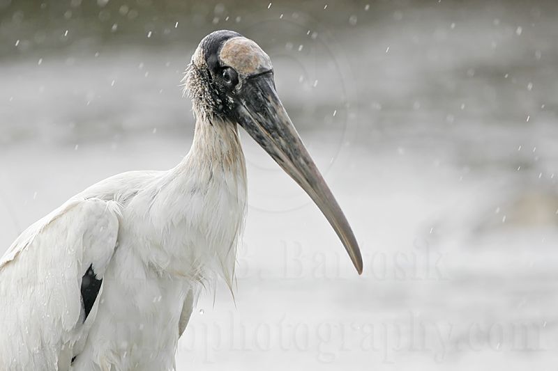 _MG_5003_Wood_stork.jpg