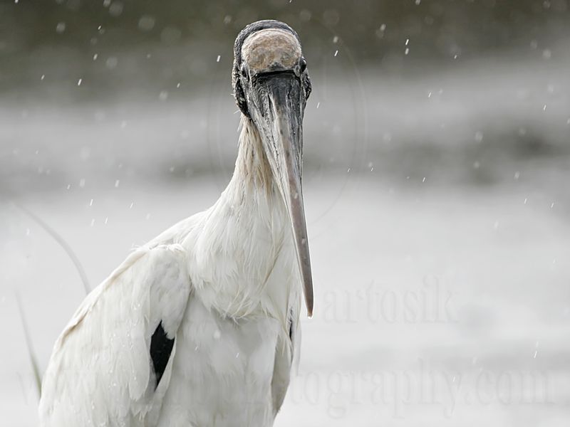 _MG_5005_Wood_stork.jpg