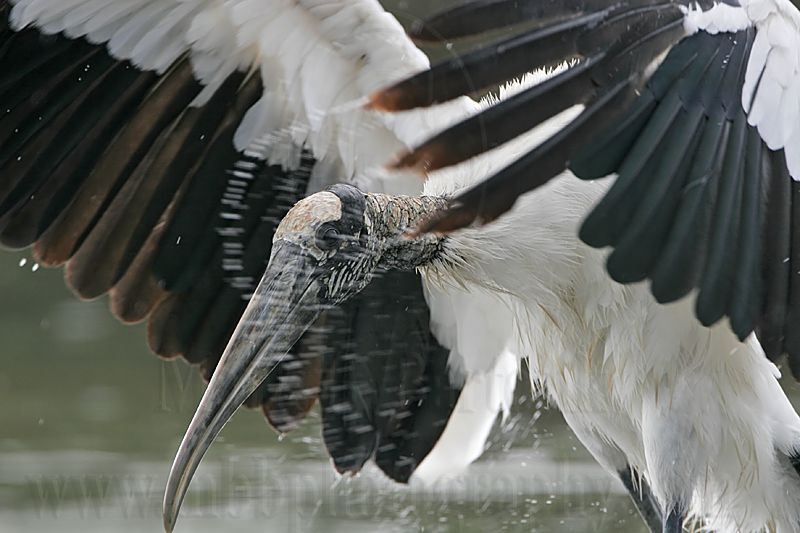 _MG_5323_Wood_stork.jpg