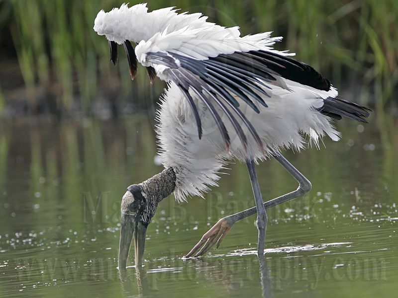 _MG_5491_Wood_stork.jpg