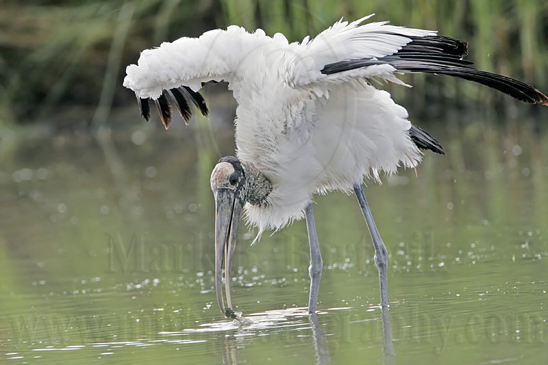 _MG_5504_Wood_stork.jpg