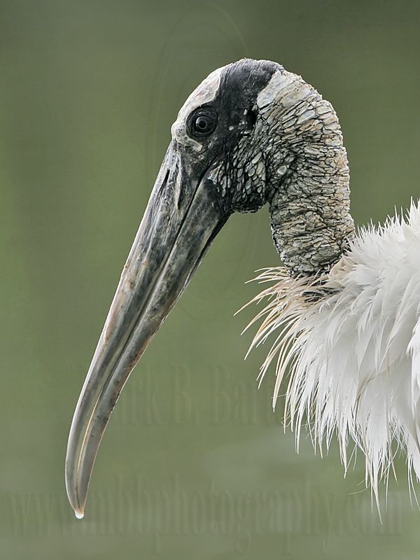 _MG_5542_Wood_stork.jpg
