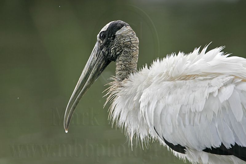 _MG_5547_Wood_stork.jpg