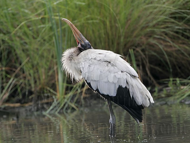 _MG_5569_Wood_stork.jpg