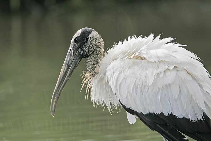 _MG_5611_Wood_stork.jpg