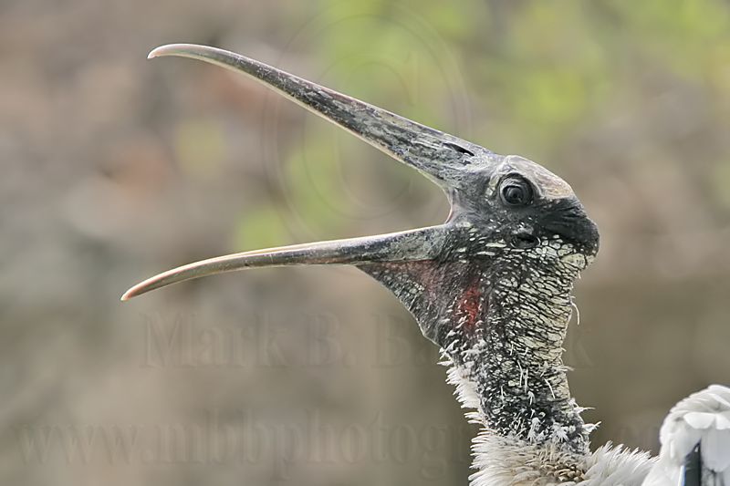 _MG_5780_Wood_stork.jpg