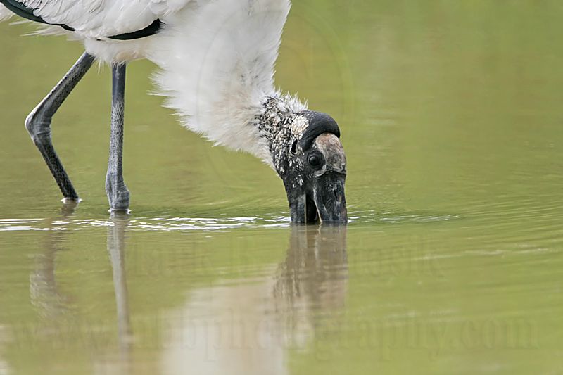 _MG_5890_Wood_stork.jpg