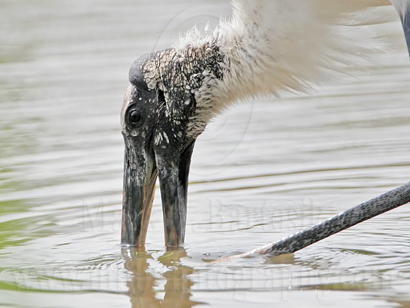 _MG_5939_Wood_stork.jpg