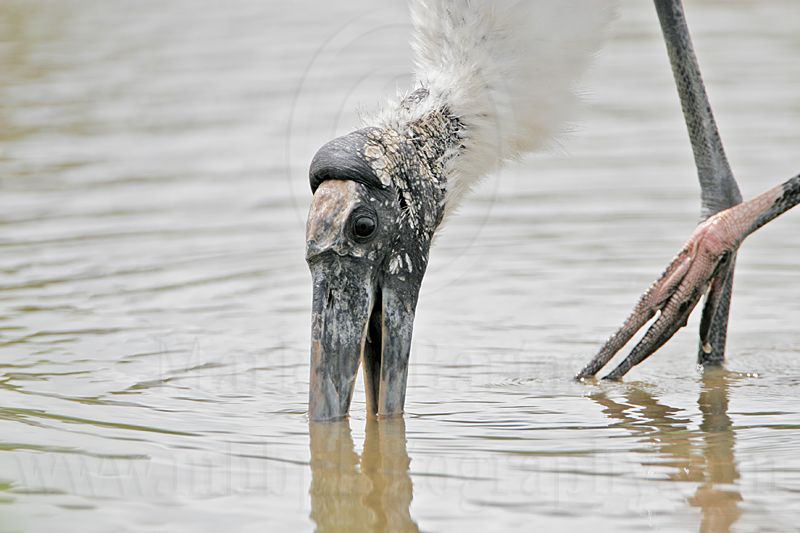_MG_6109_Wood_stork.jpg