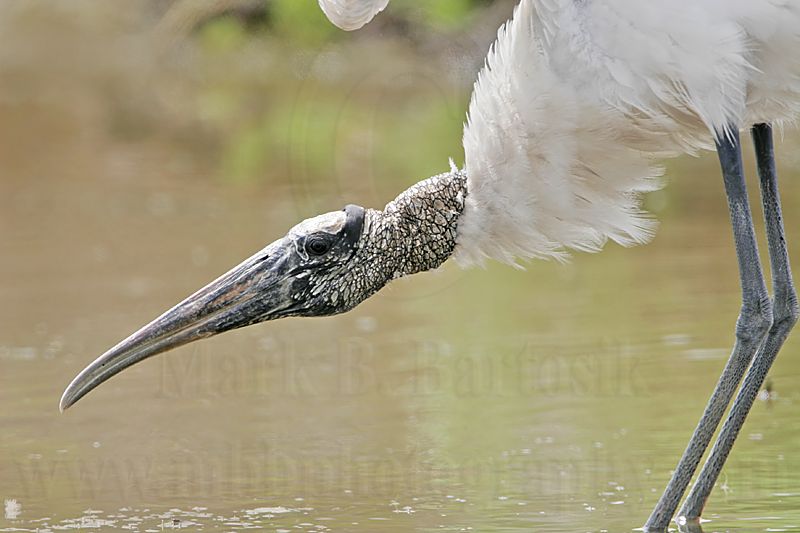 _MG_6156_Wood_stork.jpg