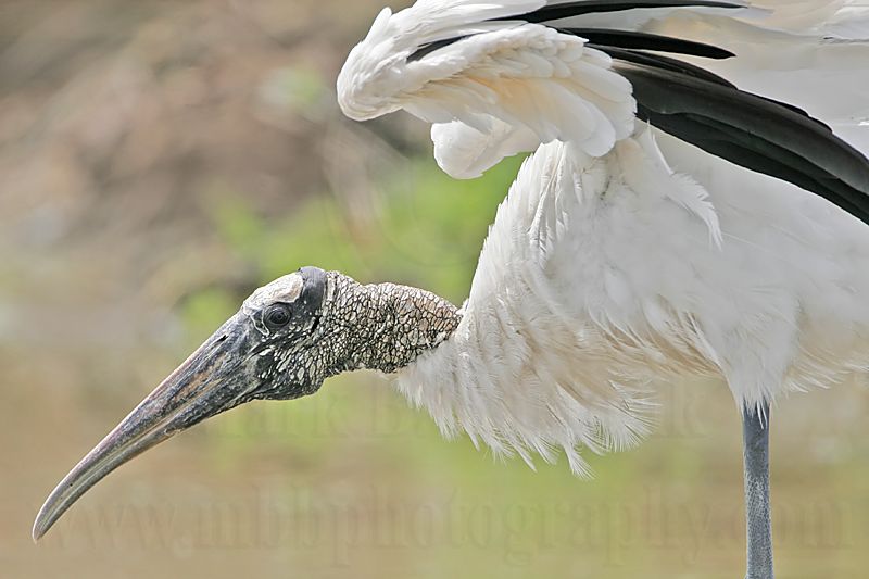 _MG_6164_Wood_stork.jpg