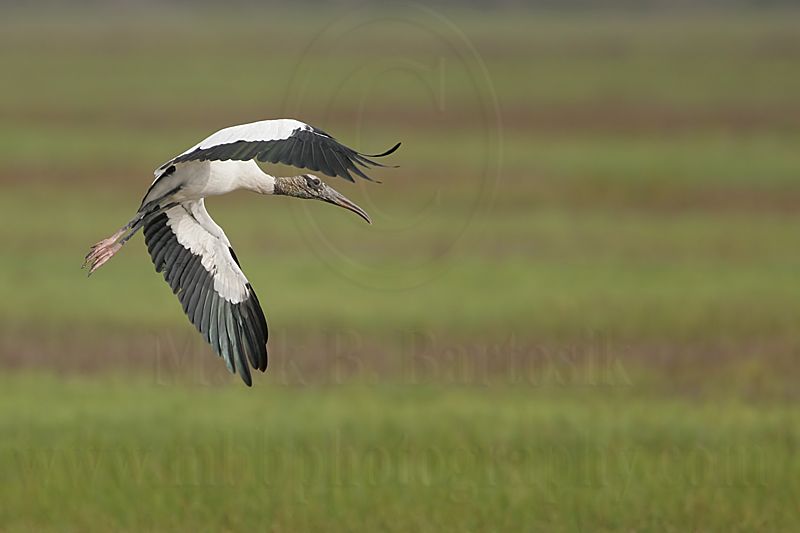 _MG_6553_Wood_stork.jpg