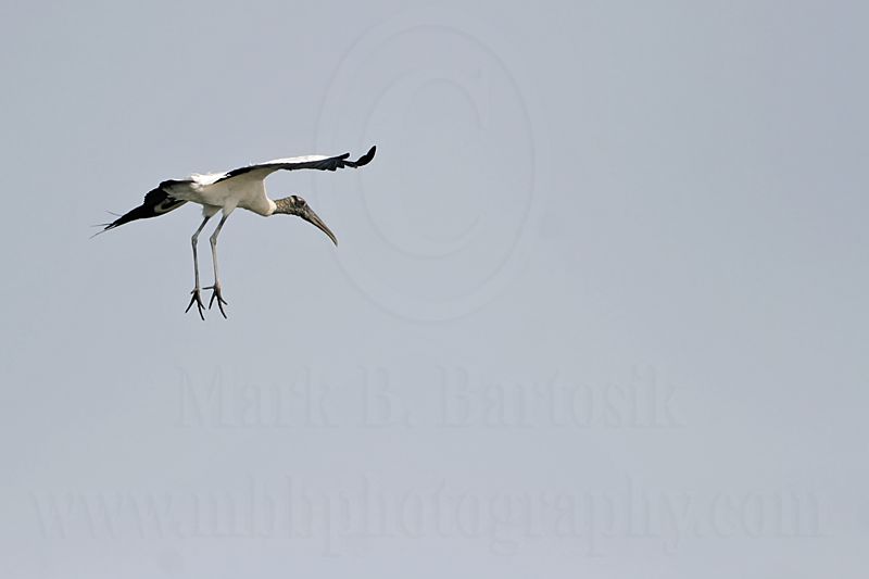 _MG_6661_Wood_stork.jpg