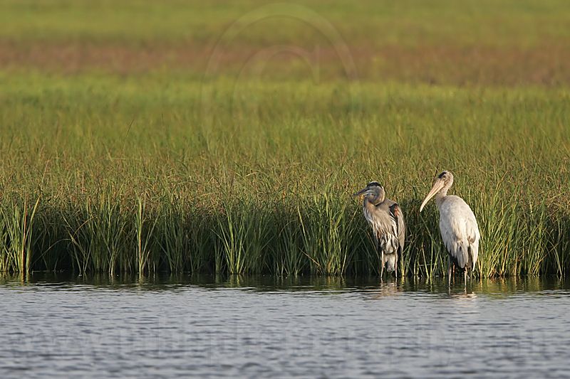 _MG_7094_Wood_stork.jpg