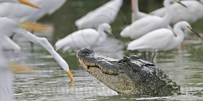_MG_4297_American_alligator.jpg