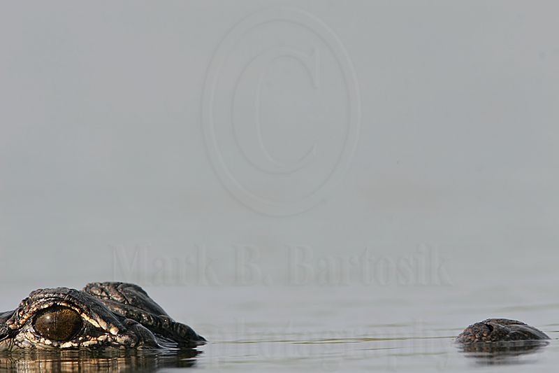 _MG_6892_American_alligator.jpg