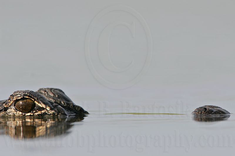 _MG_6915_American_alligator.jpg