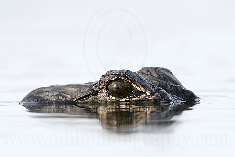 _MG_6959_American_alligator.jpg