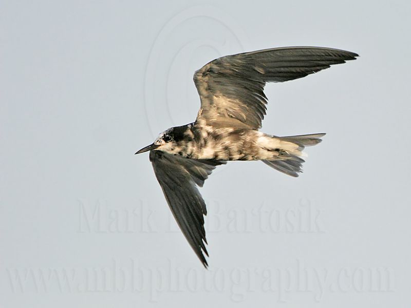 _MG_3917_Black Tern.jpg