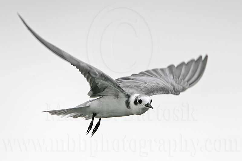 _MG_4270 Black Tern.jpg