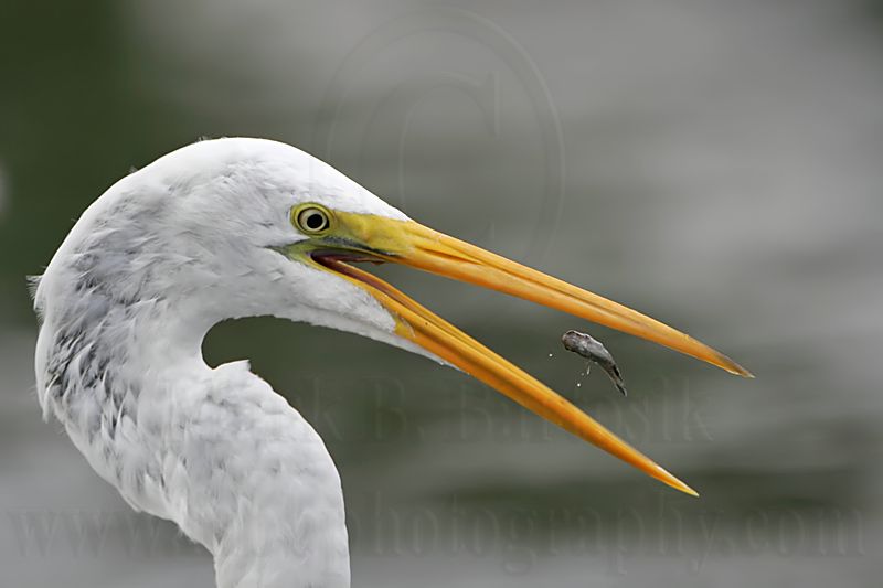 _MG_4292_Great Egret.jpg