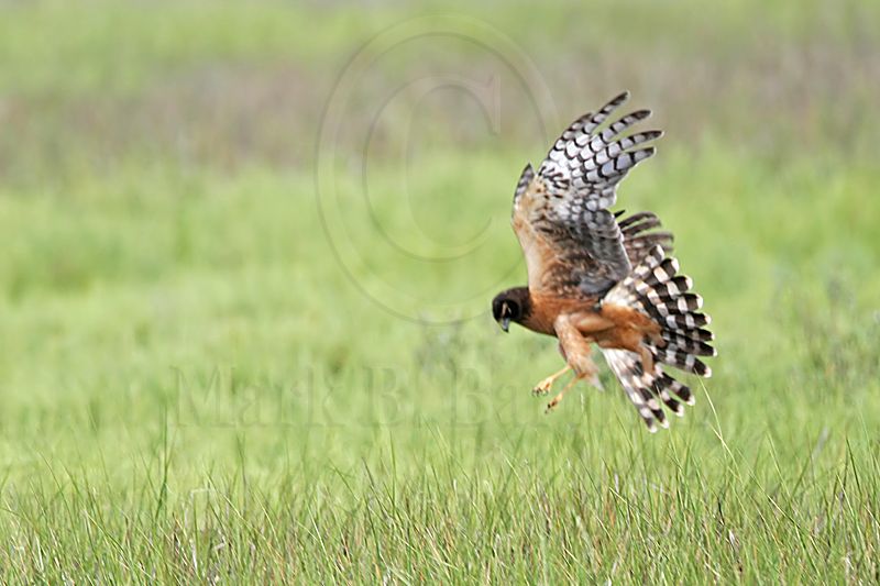 _MG_6671_Northern_harrier.jpg
