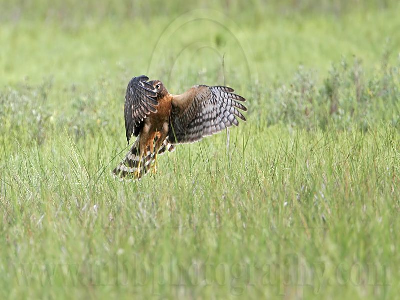 _MG_6718_Northern_harrier.jpg