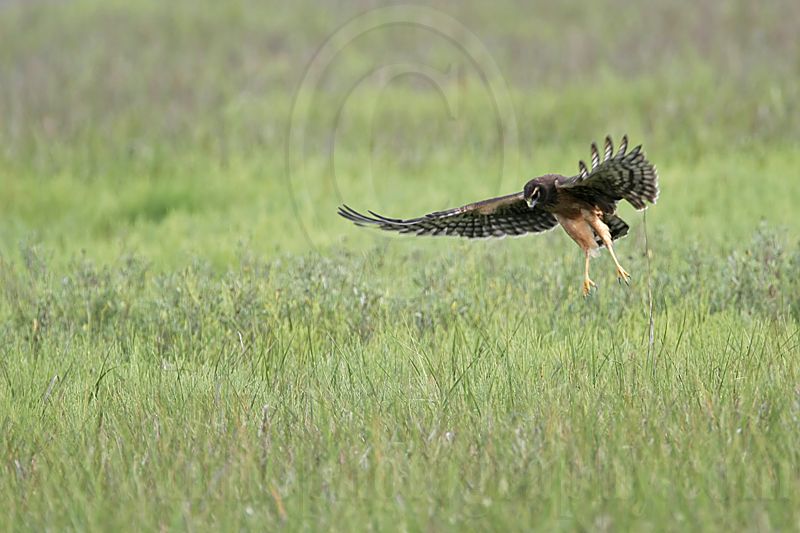 _MG_6719_Northern_harrier.jpg