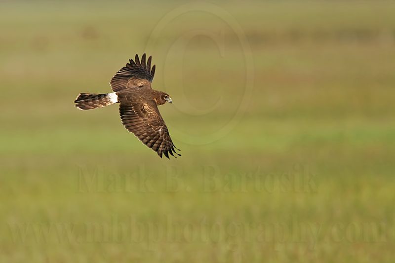 _MG_6989_Northern_harrier.jpg