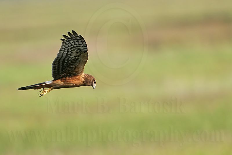 _MG_7014_Northern_harrier.jpg