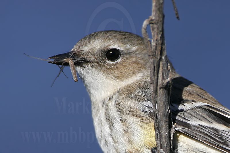 4146629_Yellow_rumped_Warbler.jpg