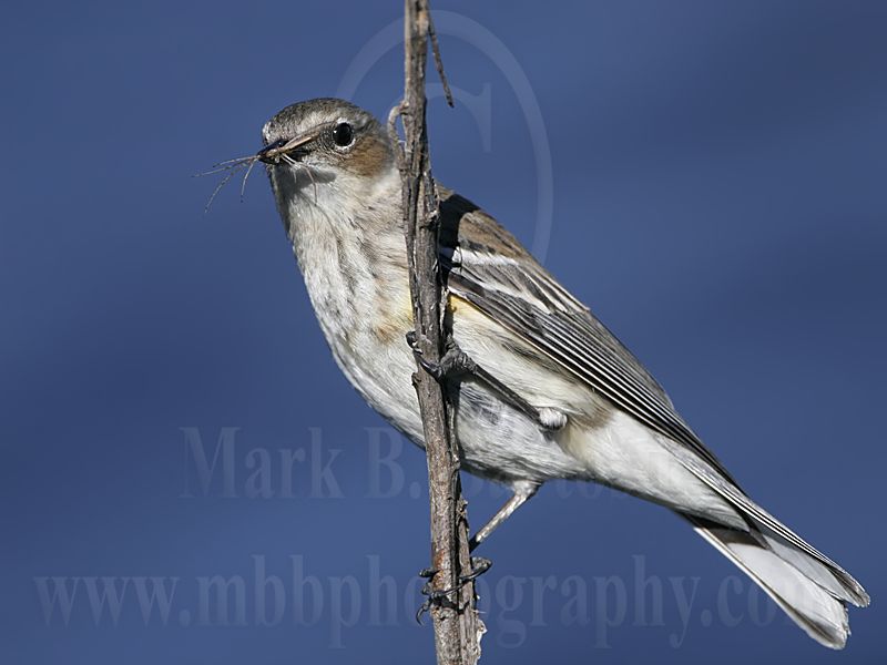 4146610_Yellow-rumped_Warbler.jpg