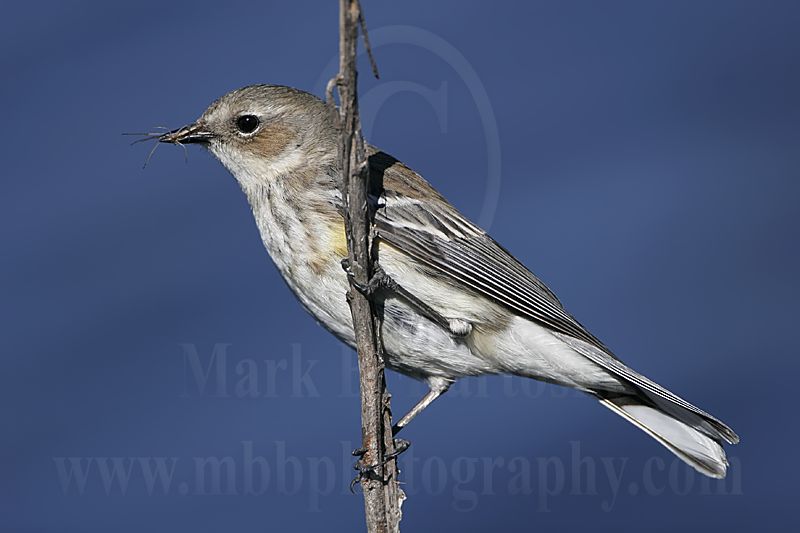 4146611_Yellow-rumped_Warbler.jpg