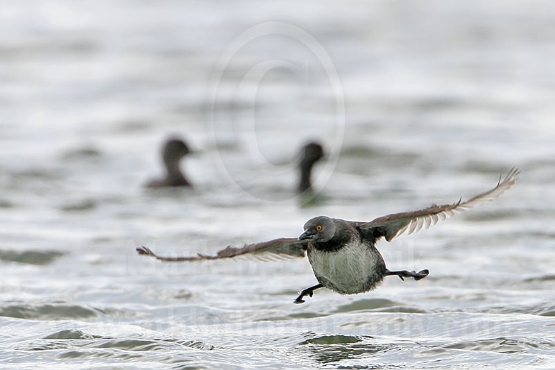 3876638-Least Grebe.jpg
